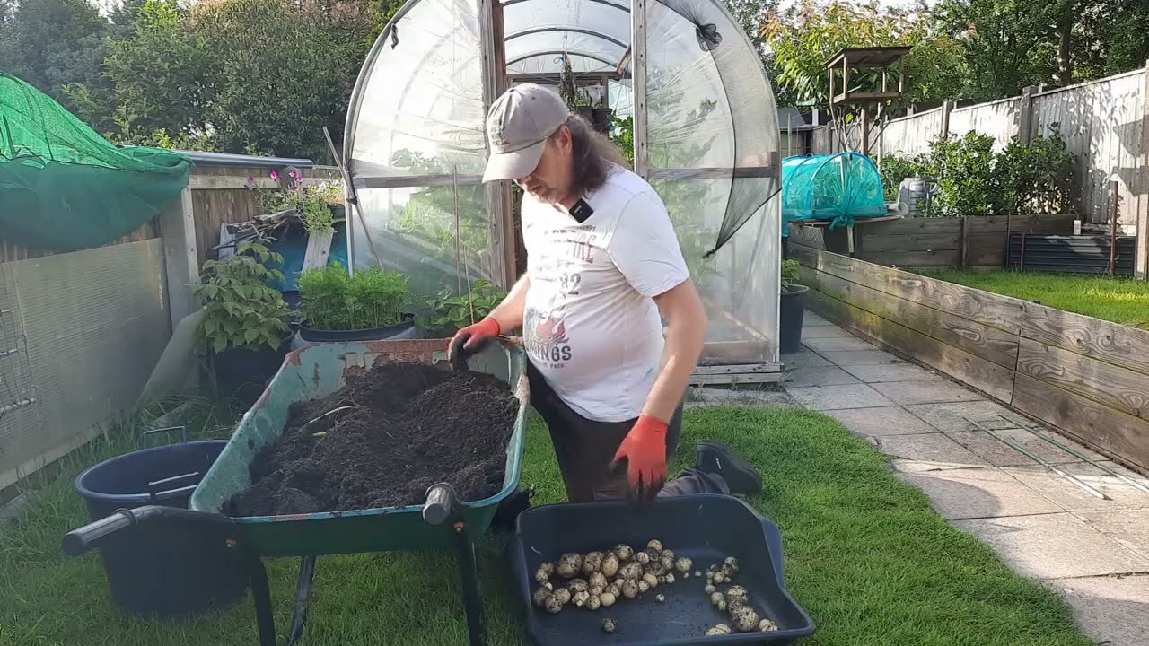 Allotment Update - 20 / 6 / 24 first early potato harvest and peas in gutters