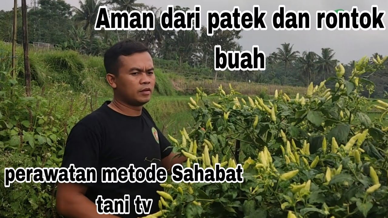 Cara pwrawatan cabai dari awal sampai panen