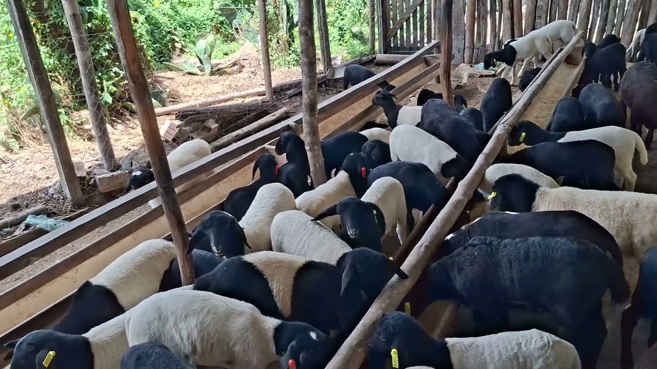 Apartação de Cordeiros com apenas 20 dias é possível mamada controlada