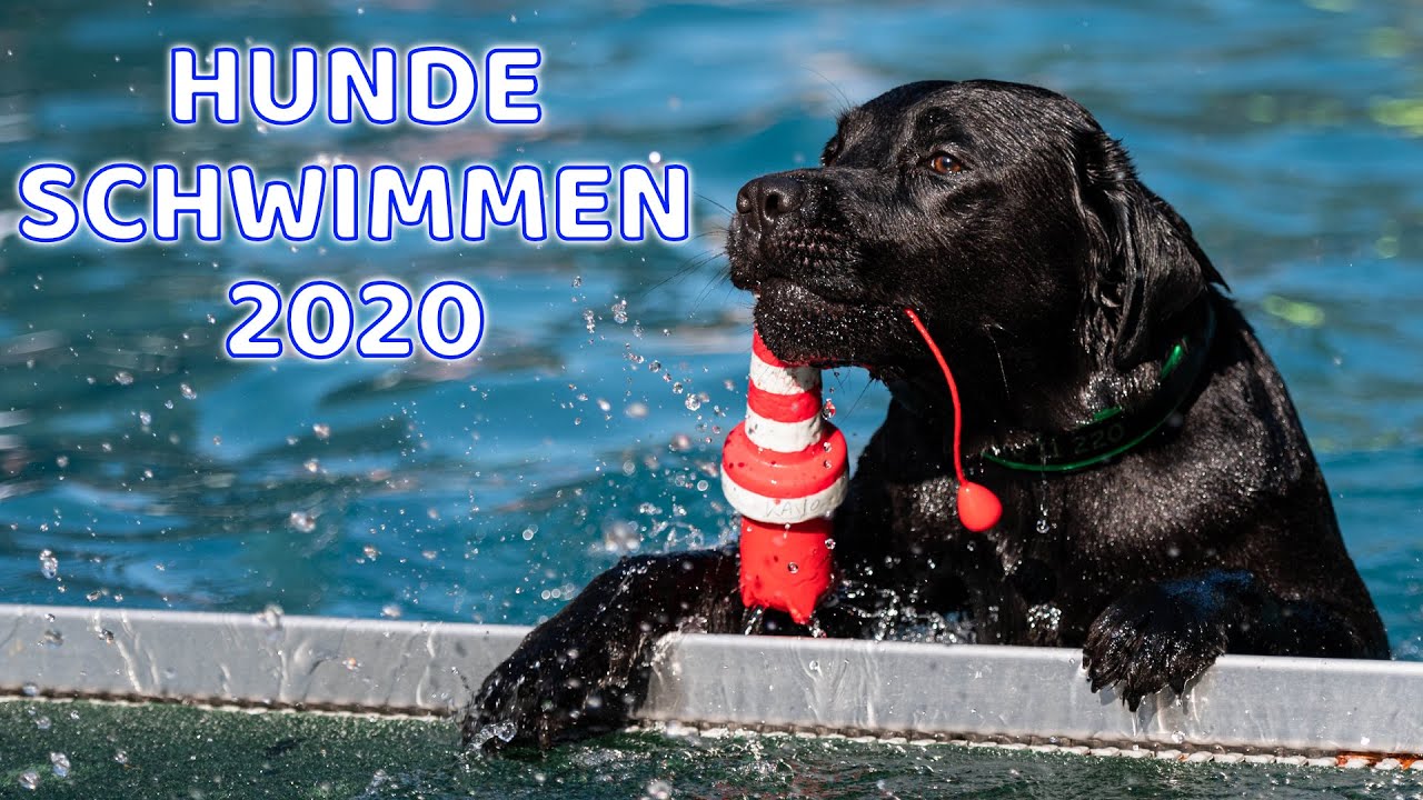 Cedric der Labrador - 79 | Hundeschwimmen 2020