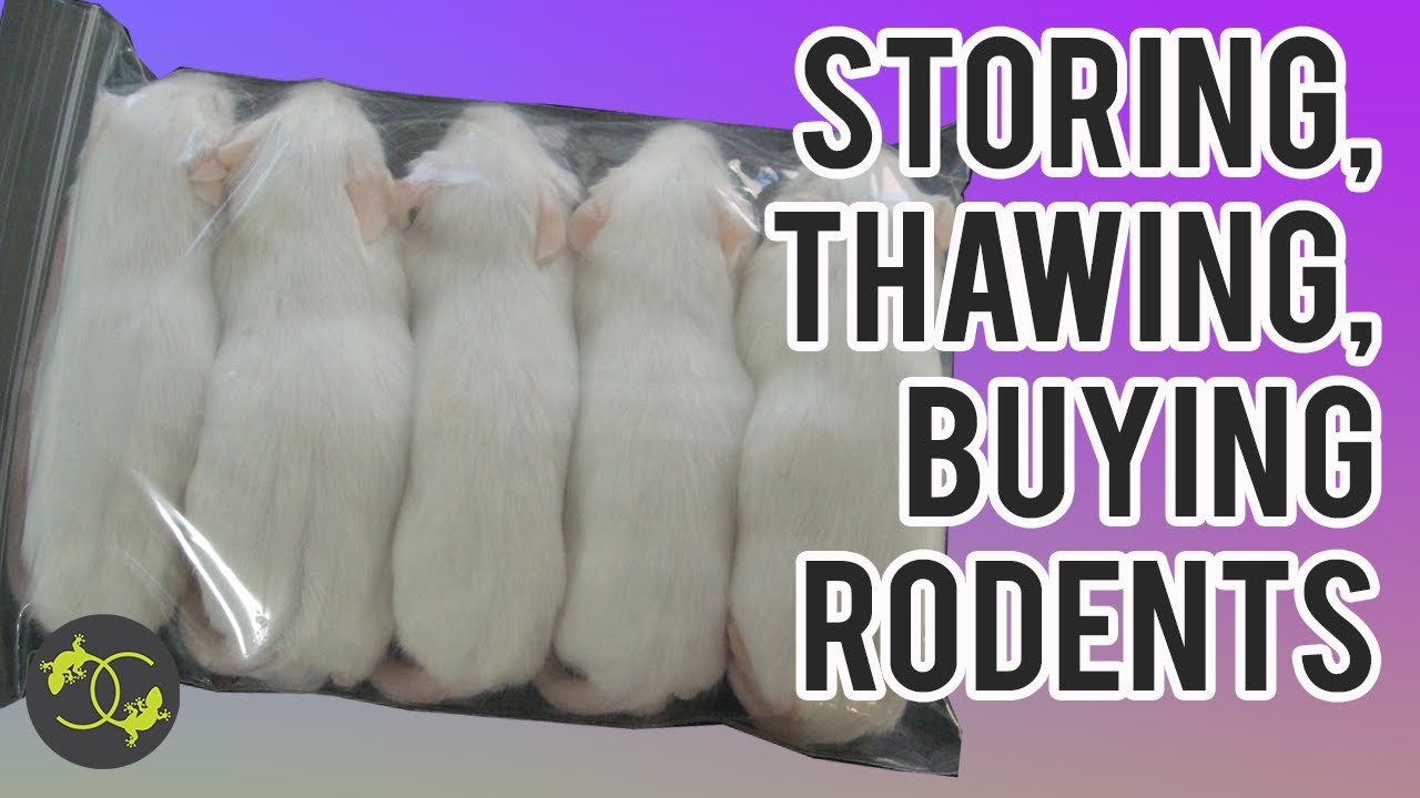 Storing, defrosting/thawing frozen rats and mice - Cookies Critters