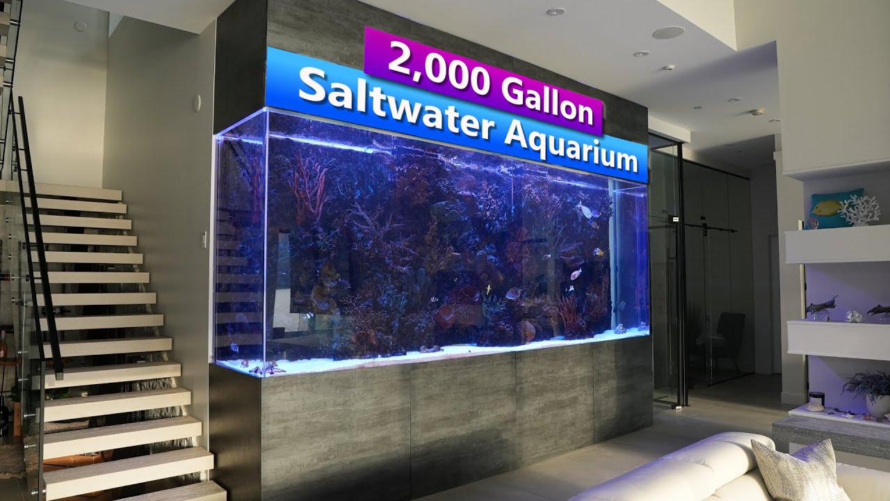 2000 Gallon 16' Saltwater Aquarium Tank Tour