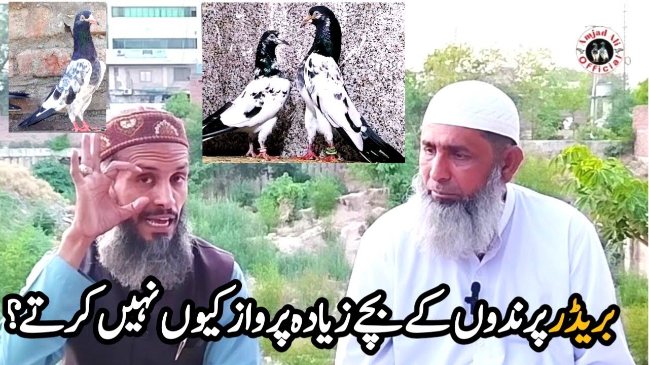 Original Breeder Pigeons || Amjad ali official
