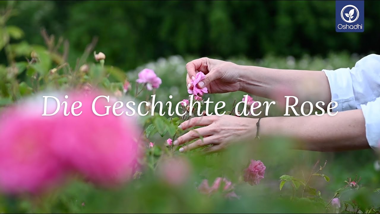 Die Geschichte der Rose | OSHADHI Pflanzenportrait - HD