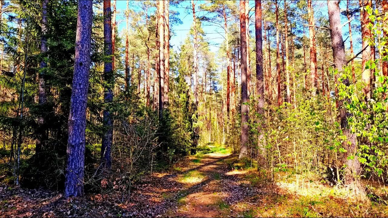 Сбегите от городской суеты под звуки лесных птиц для сна и медитации.