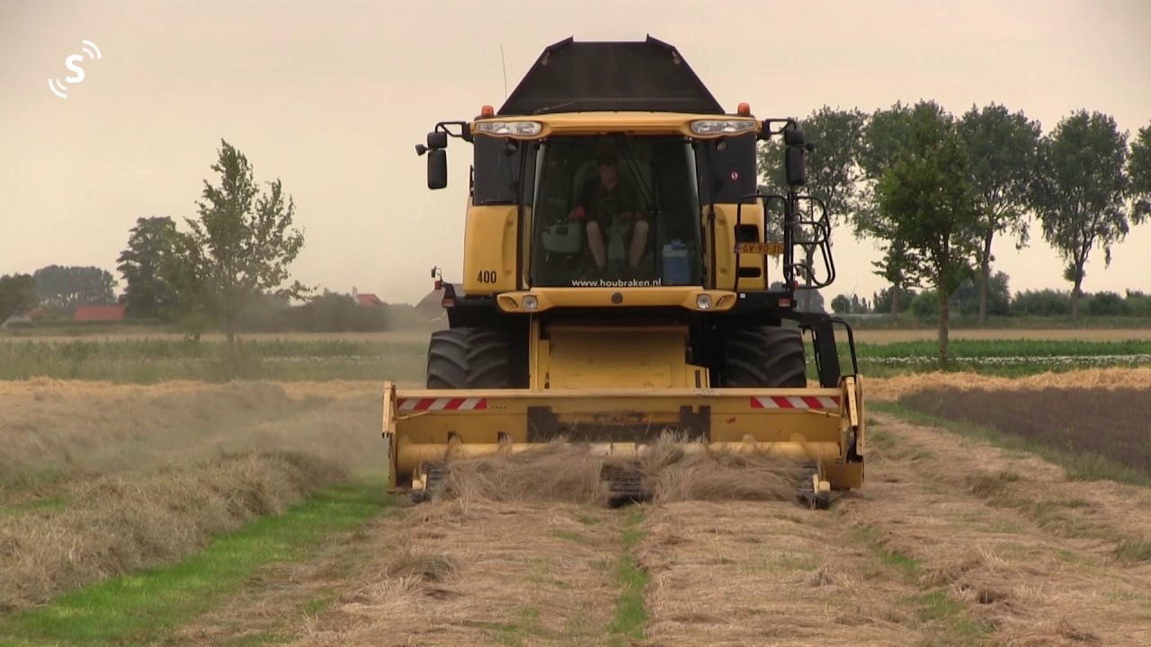 Graszaad-oogst in West Zeeuws-Vlaanderen