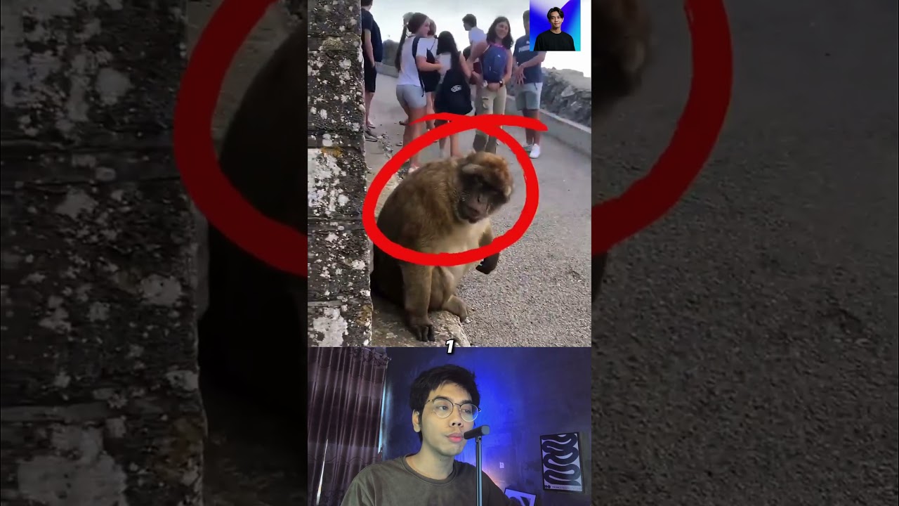 Monyet ini jatuh cinta padanya!! 😨🤣 