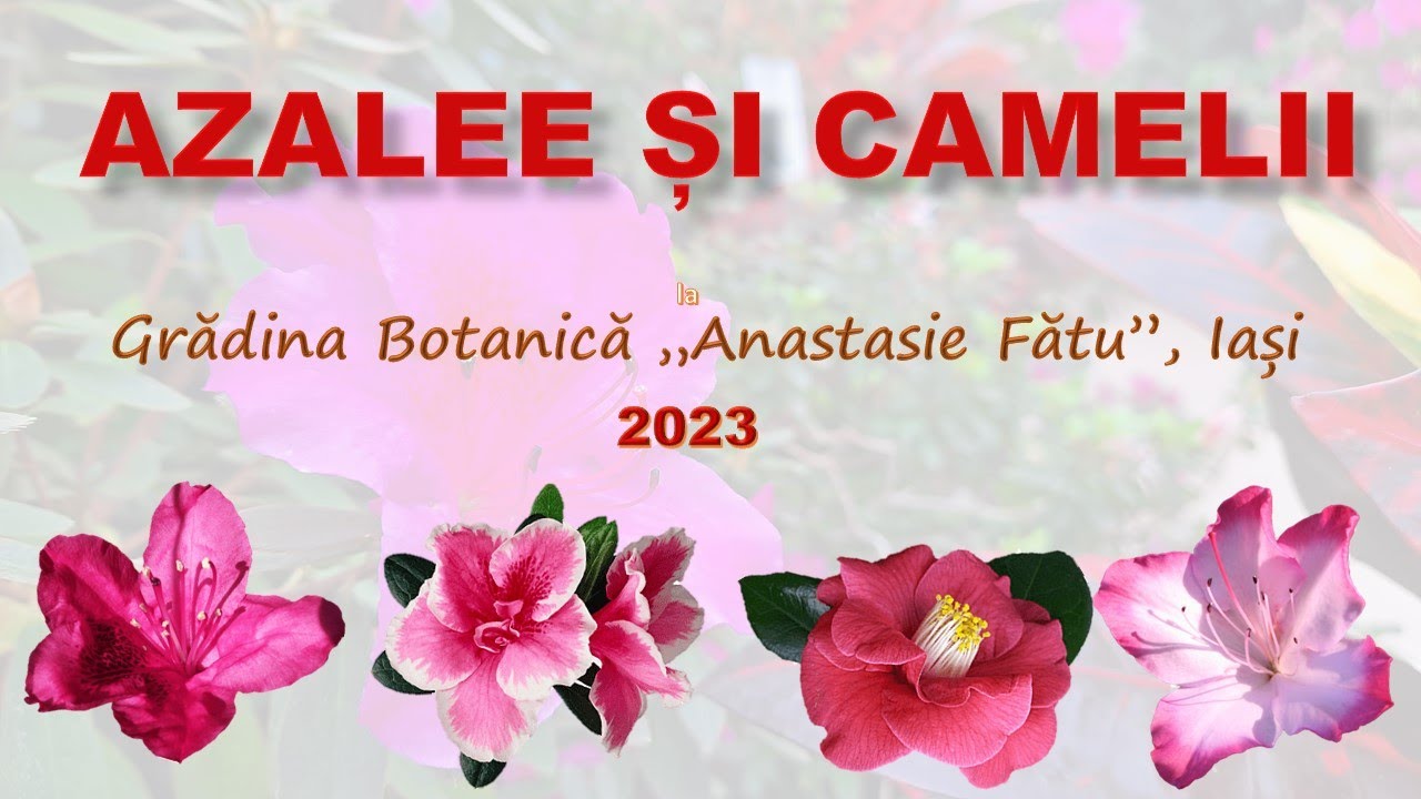 Azalee și camelii la Iași - 2023 (By Felicia Popescu)