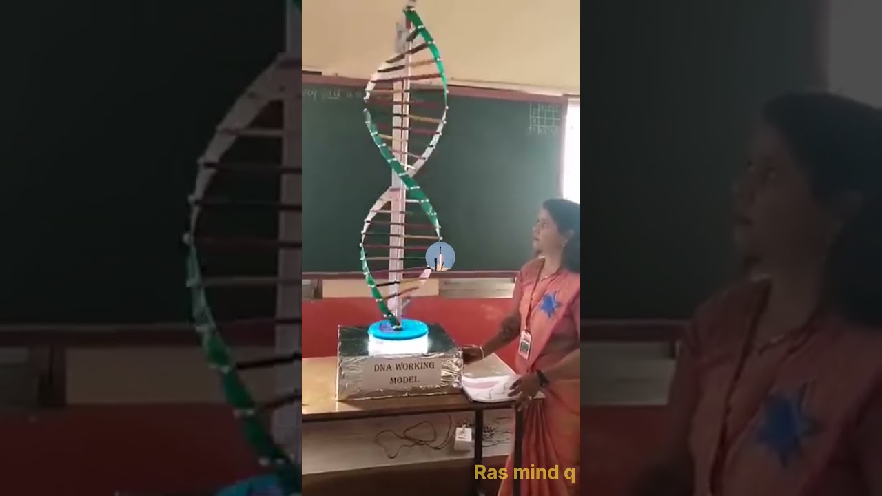 DNA working models project 