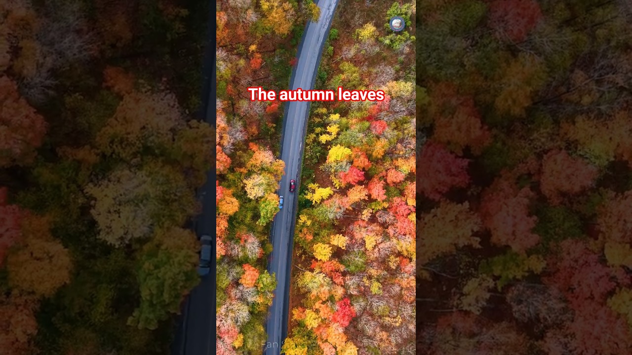 The autumn leaves-1 #ottawa #canada #fall