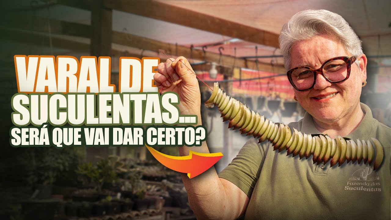 061 |  Fizemos um Varal de Suculentas