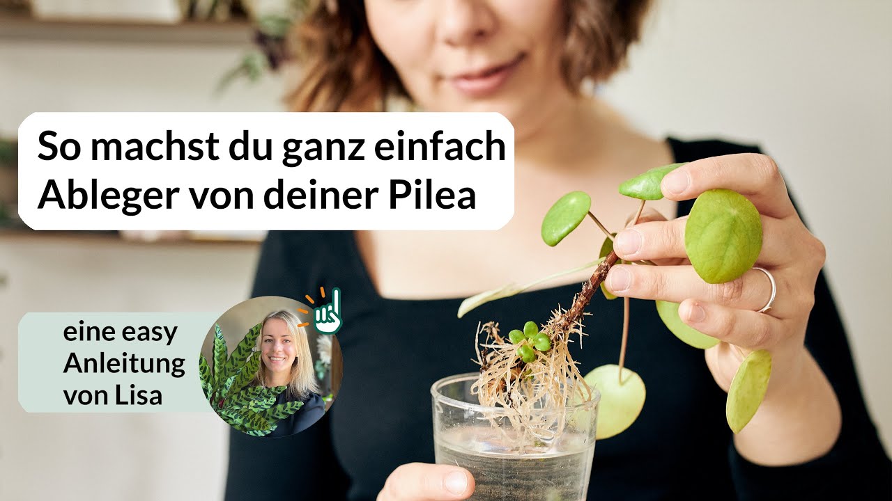 Pilea (Pfannkuchenpflanzen): Wie du ganz einfach Ableger machen kannst