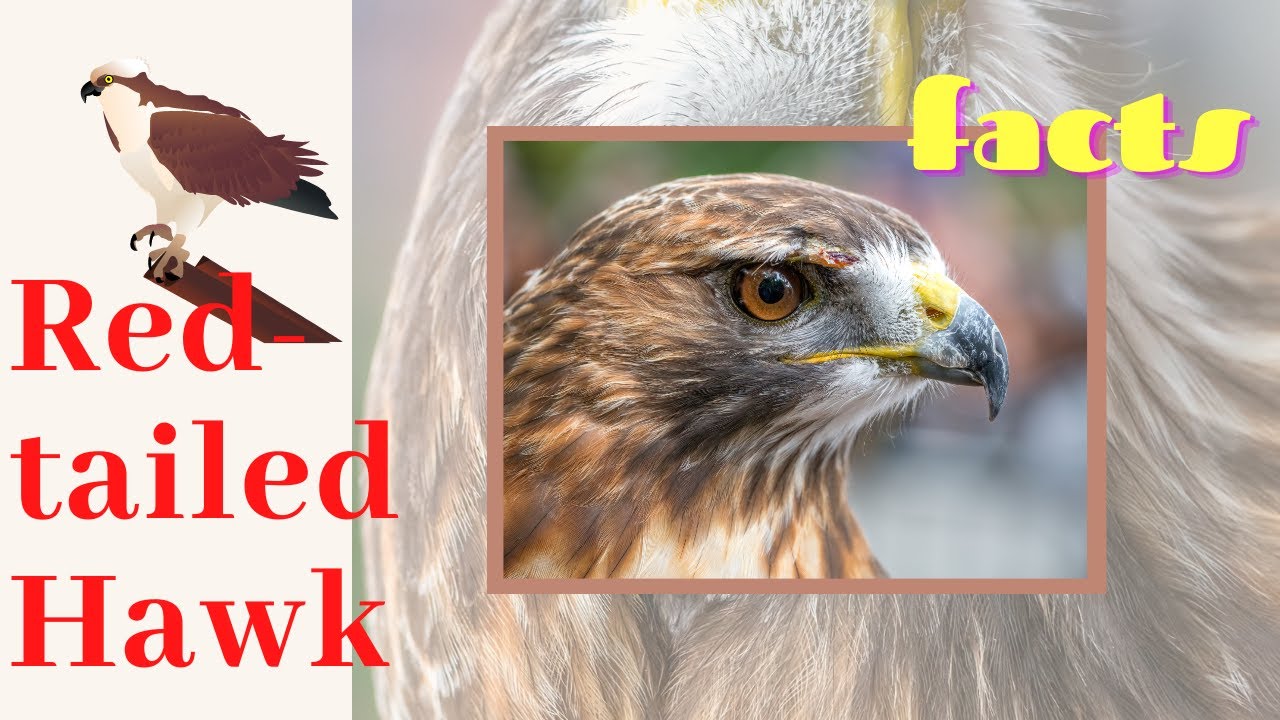 Red-tailed Hawk facts 🦅 Chickenhawk 🦅 Red-tail 🦅 breeds throughout most of North America