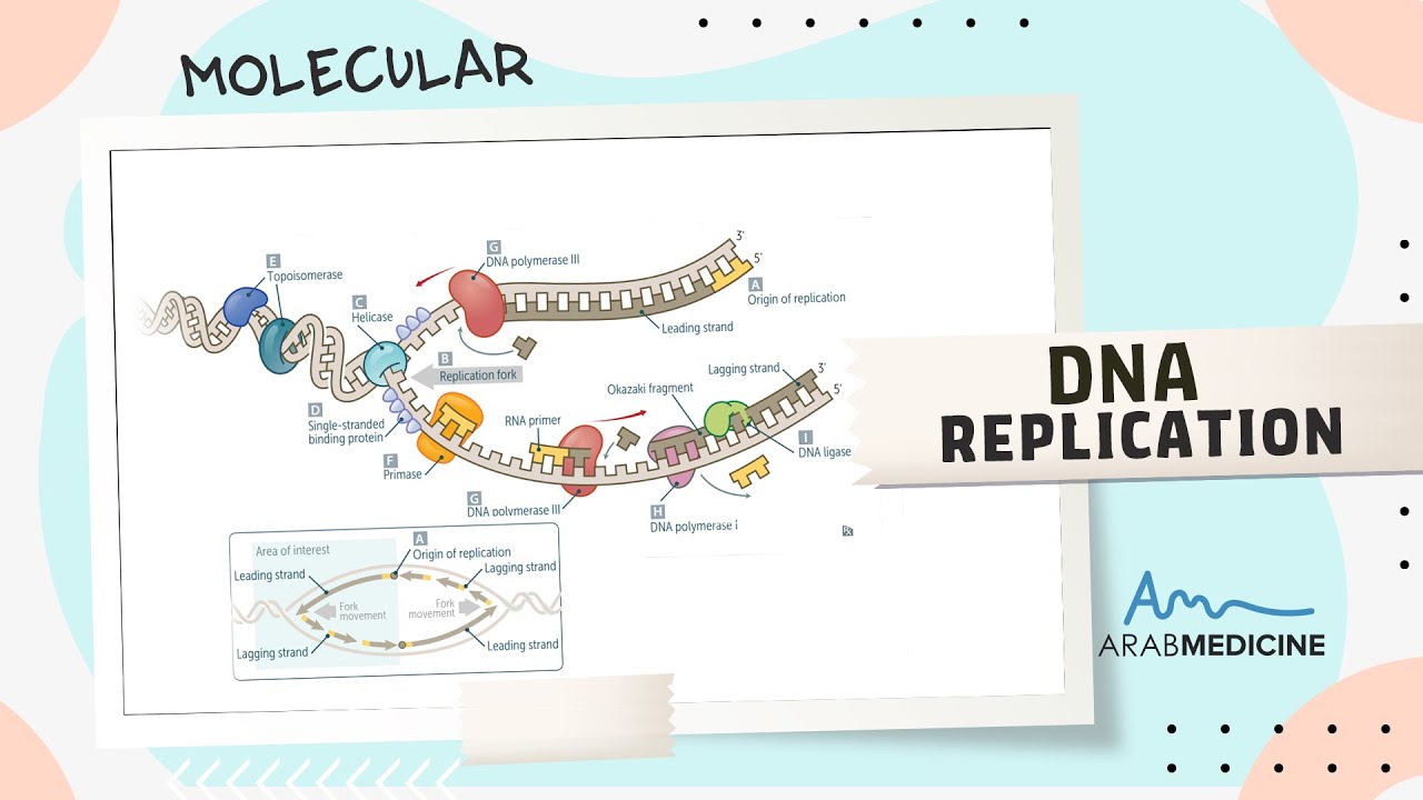 DNA REPLICATION - Lecture 2 - Arab Medicine