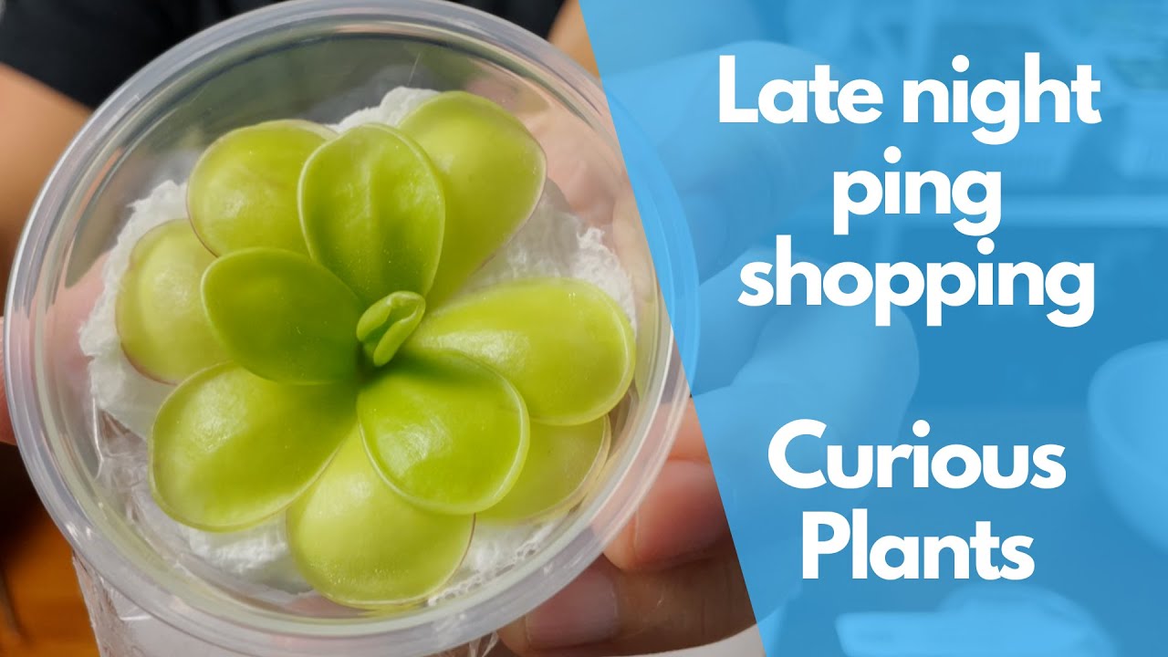 My late night pinguicula shopping from Curious Plants