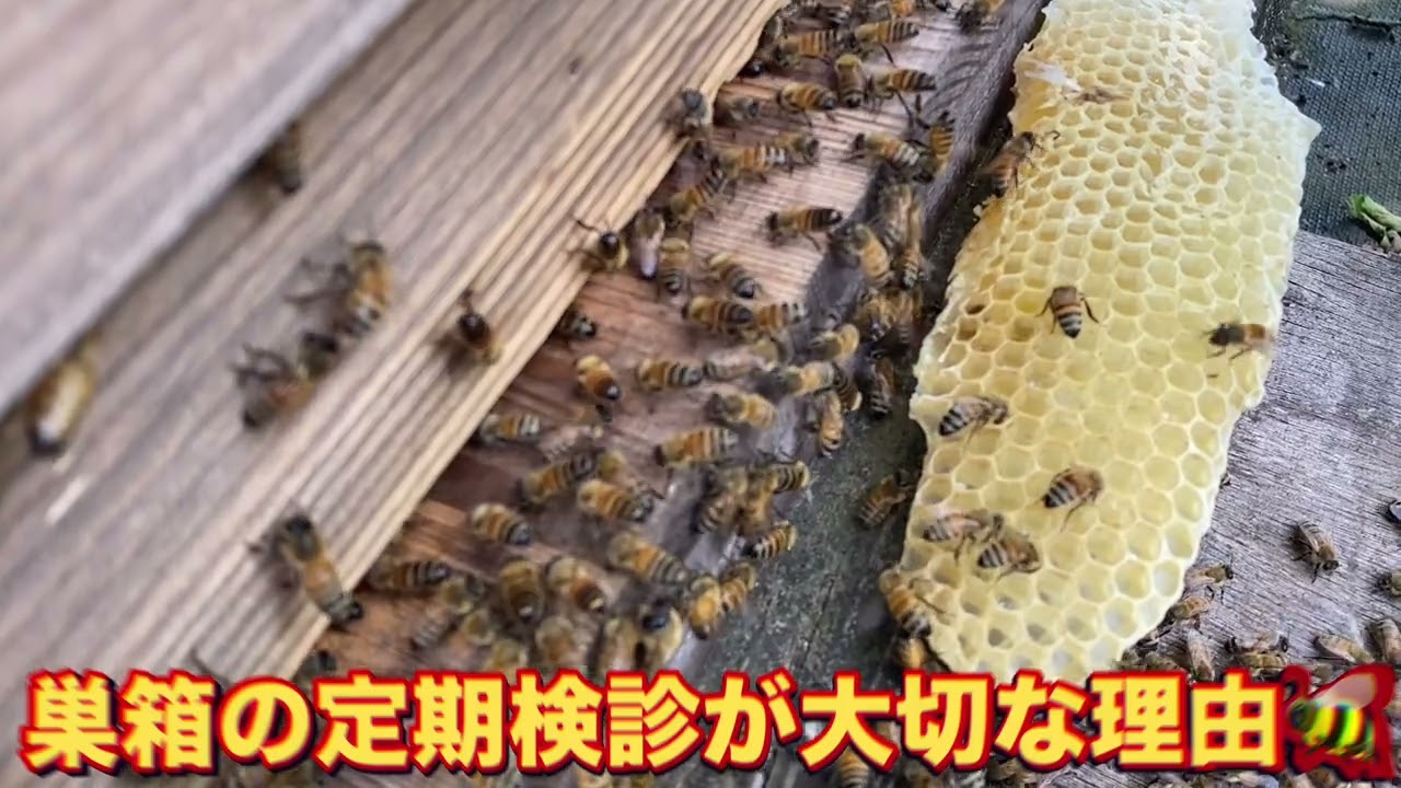 ミツバチの巣箱に定期検診が必要な理由