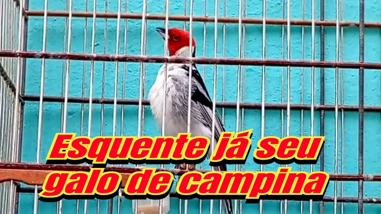 Fêmea de galo de campina chamando para esquentar o macho e estimular canto 