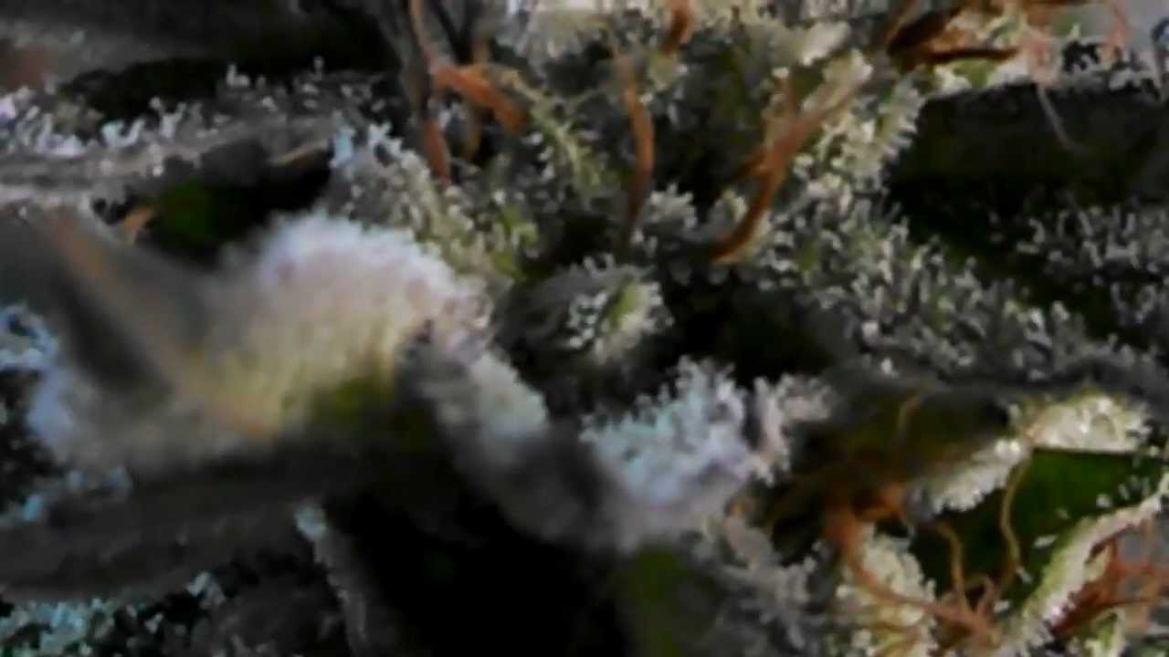Pre Harvest Cali Connection Pre98 Bubba Kush