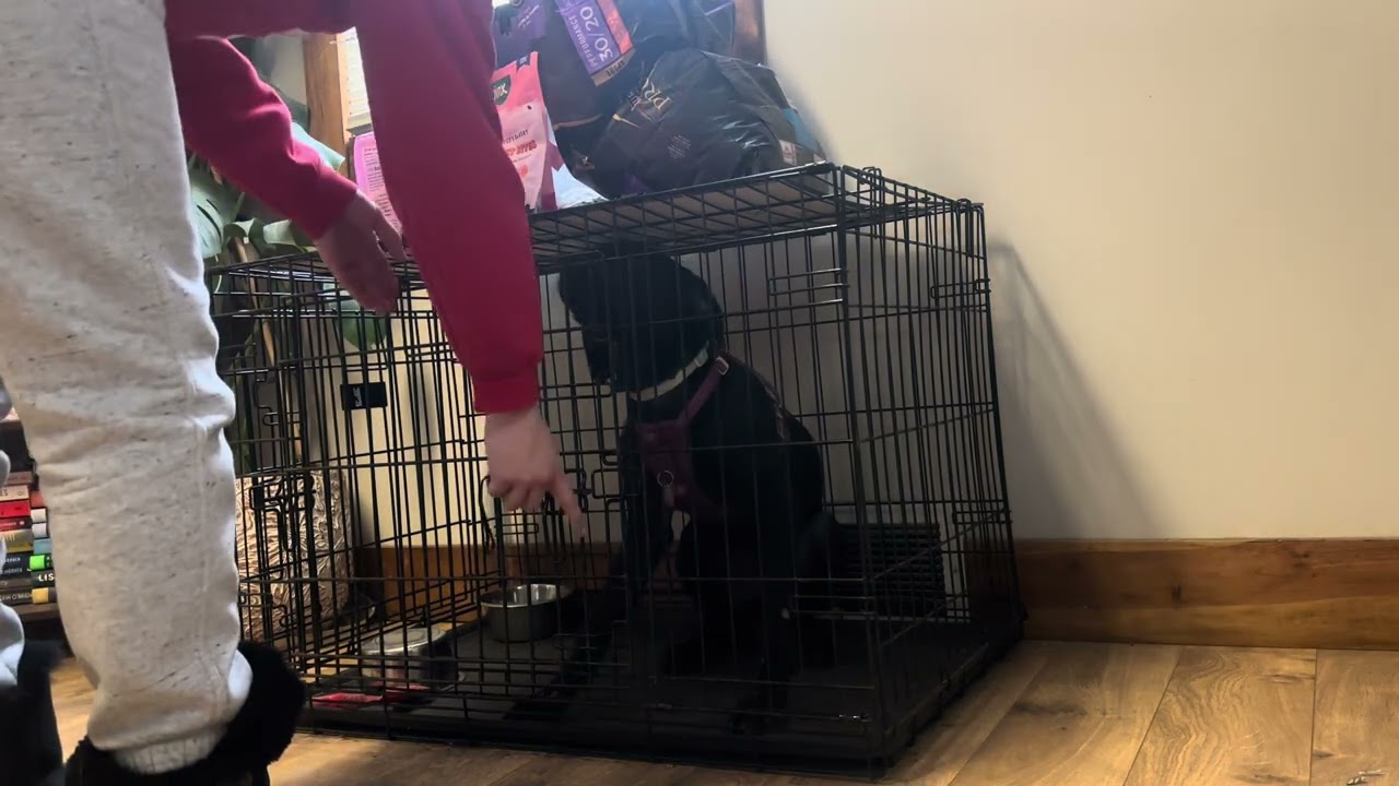 B&T Atlas - Kennel Release 