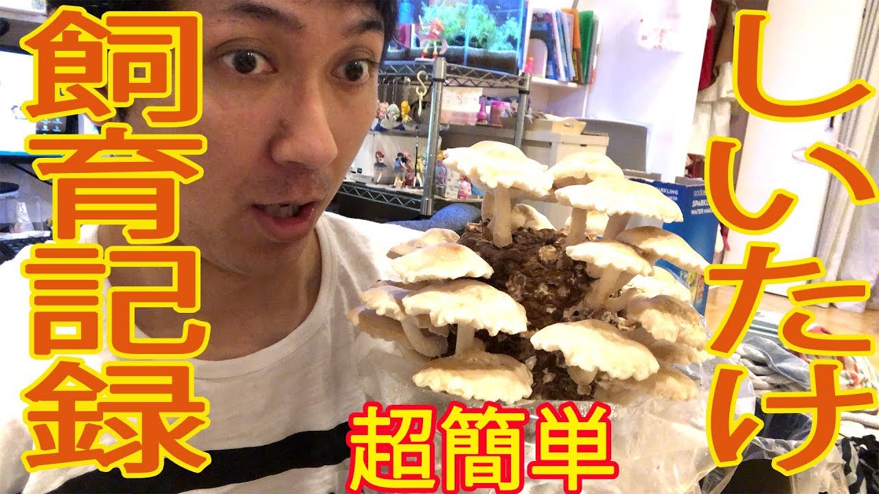 【もりのしいたけ農園】しいたけの栽培キットを使ってめっちゃ美味しいきのこGET●'◡'●【レビュー】
