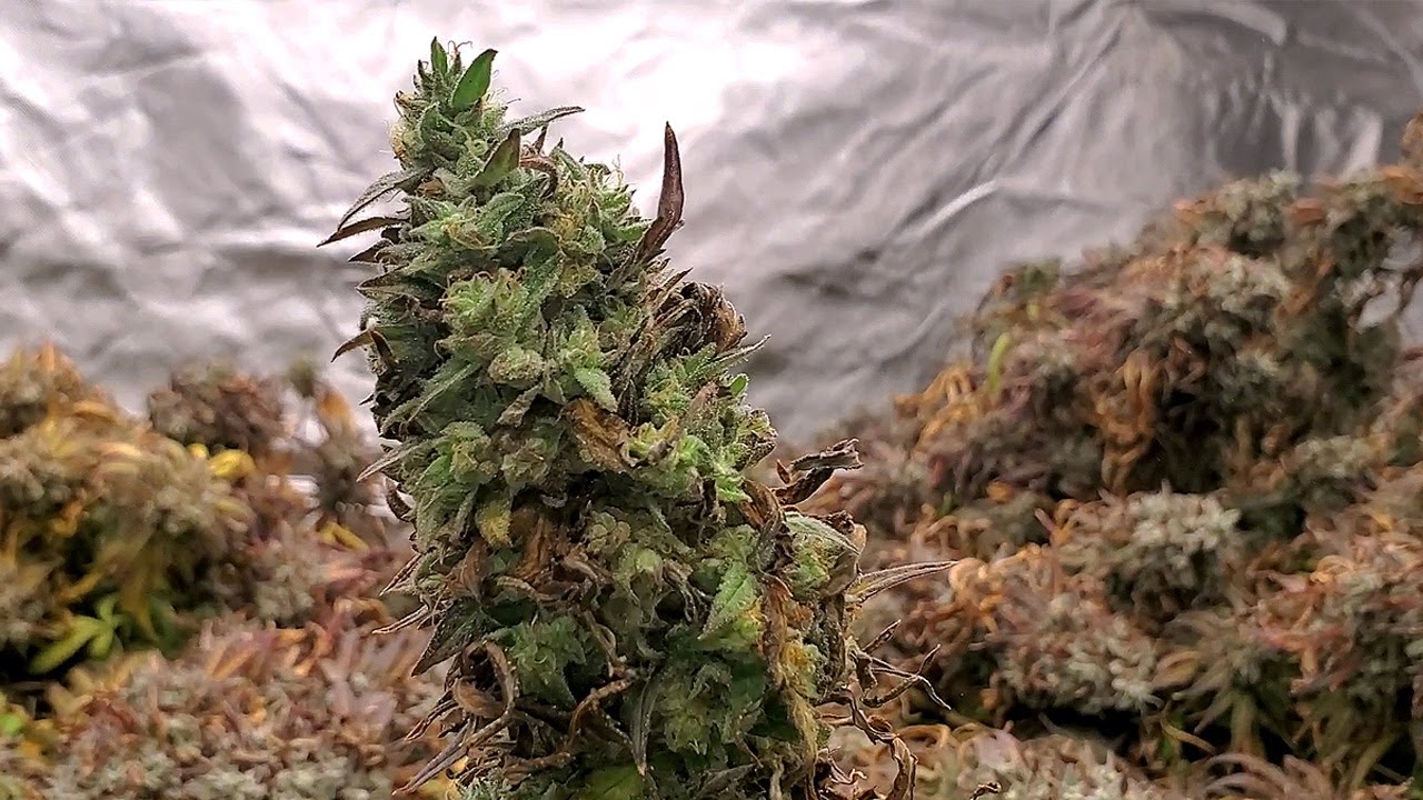 HARVEST DAY!!! + The Last Week of Flower - The Photo Grow S2 EP5