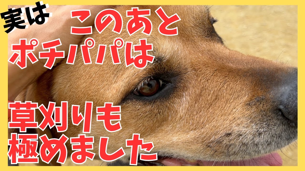 この後、ポチパパは草刈りも極めてしまいました！