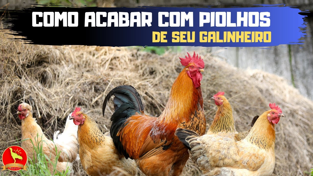 Aula 1 - Como acabar com PIOLHOS DAS GALINHA em seu galinheiro