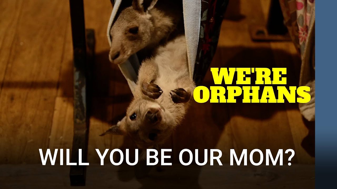Sanctuary for orphaned kangaroos | Australia