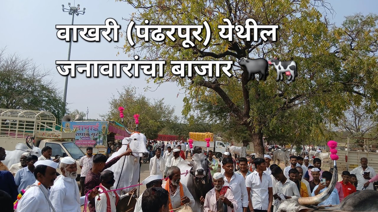 वाखरीचा प्रसिद्ध जातीवंत बैलांसाठी व म्हशींसाठी भरला जाणारा बाजार.
