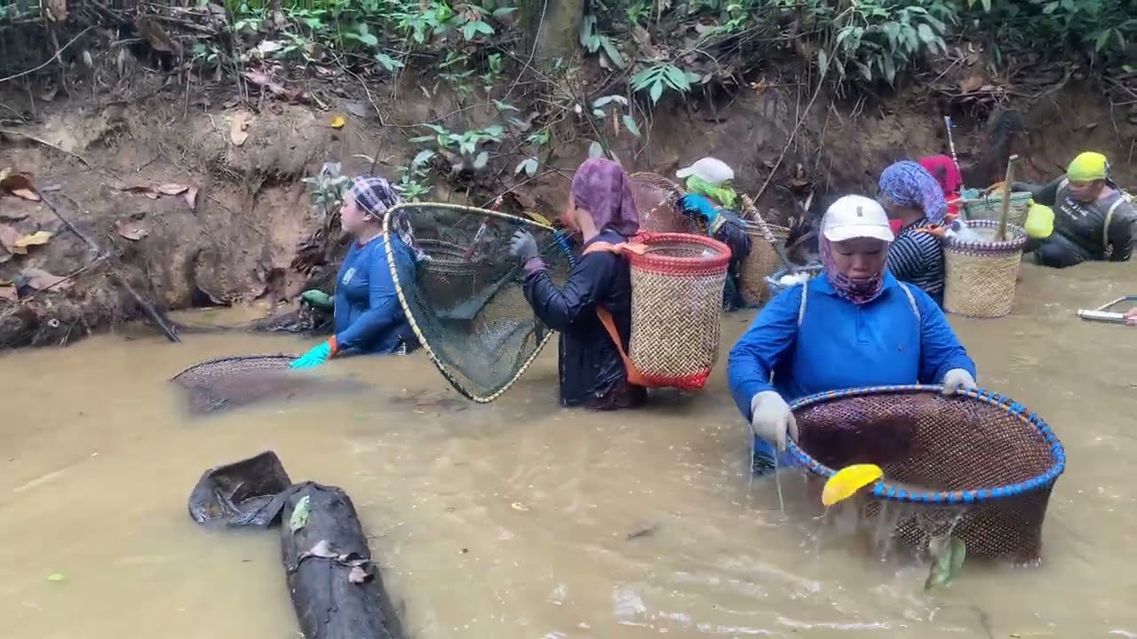 MANSAI,Penduduk Rumah Panjang Mencari Ikan Beramai-Ramai Di Musim Kemarau
