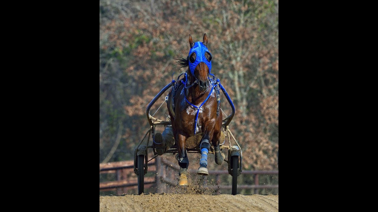 France Trotting AB present stallion 2020: TIMOKO offsprings in France