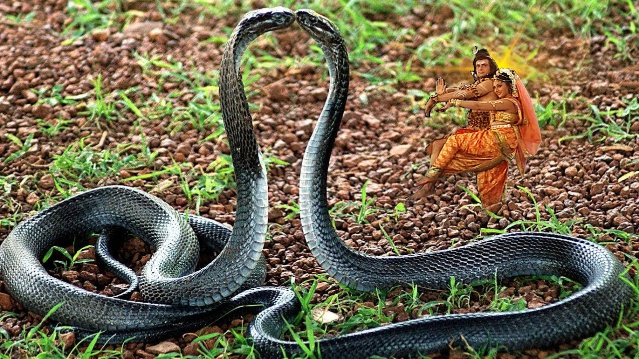 Sawan Special Naag Panchami Katha 2025 : गले में लिपटे है शिव के प्यारे नाग देवता सच्चे सहारे