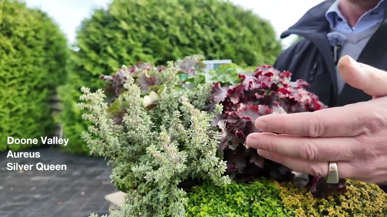 Seasonal Colours   Thymus and Heuchera