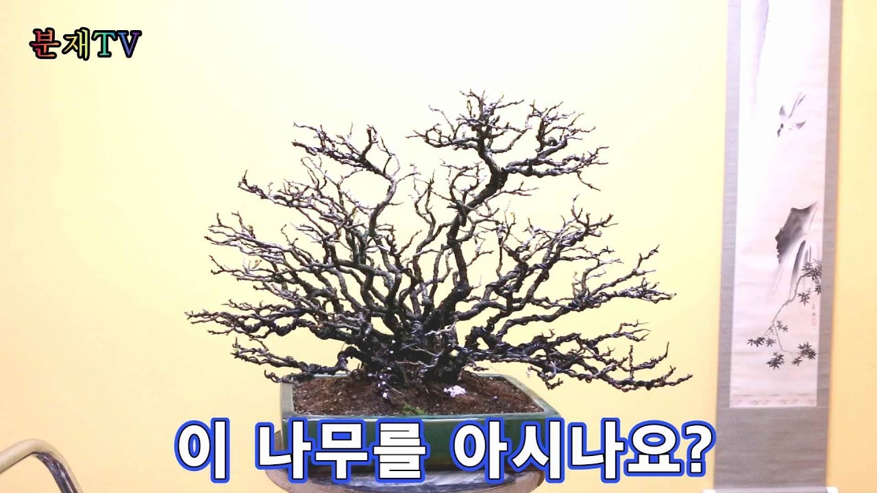 분재 초보자도 고수가되는 장수매 기르기 bonsai 분재교육 9회