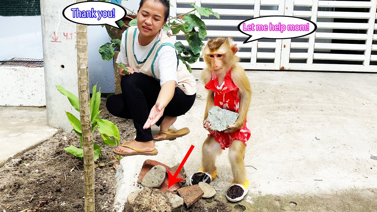Monkey Lyly helps her mother clean up the dirty trash in front of the house