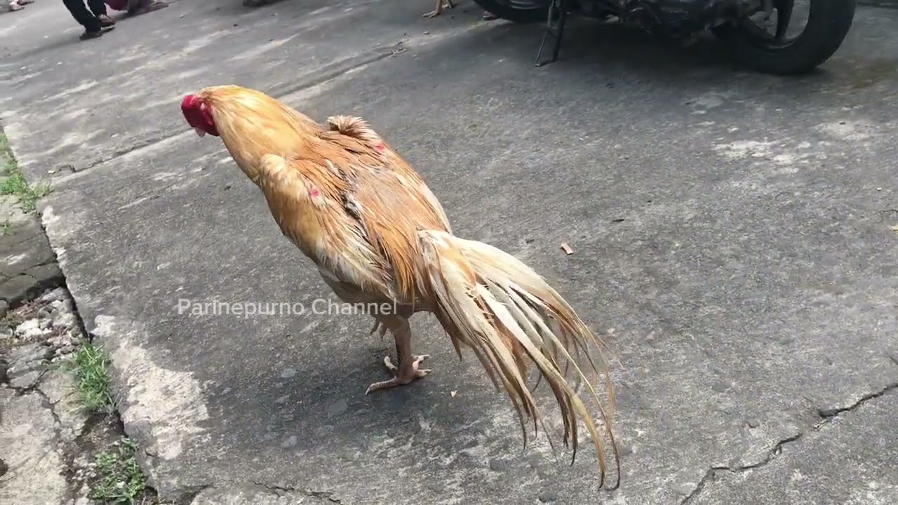 Sepecial pasar Pedan Klaten Komplit bosku hadir wirkun wirgal dan ekor lidi kopi susu