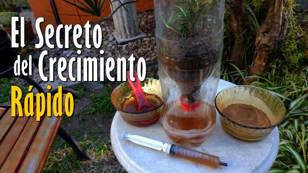El increíble Método que ACELERA el CRECIMIENTO de tus PLANTAS