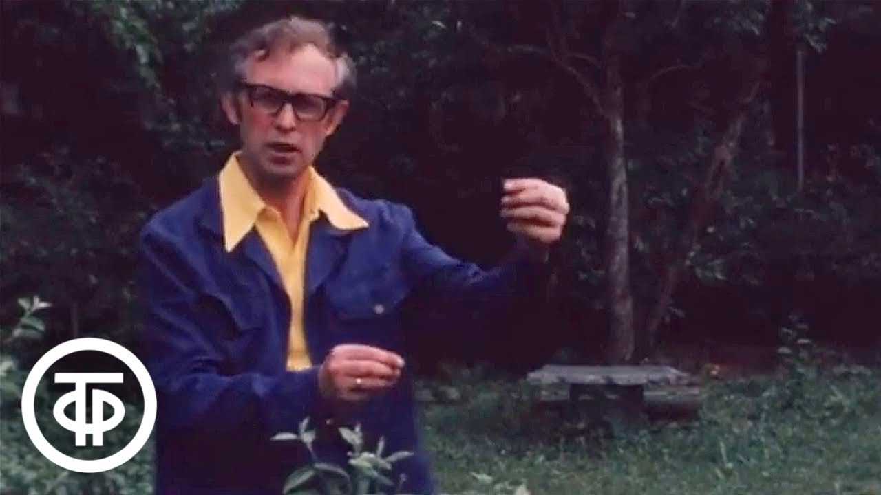 Наш сад. Сезонные работы в июле (1981)