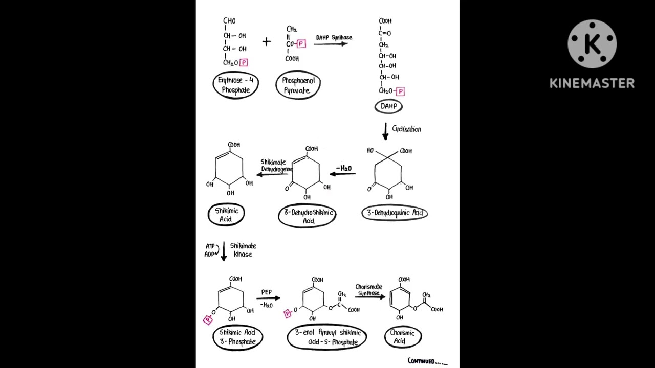 Shikimic Acid pathway #@B.pharmacy