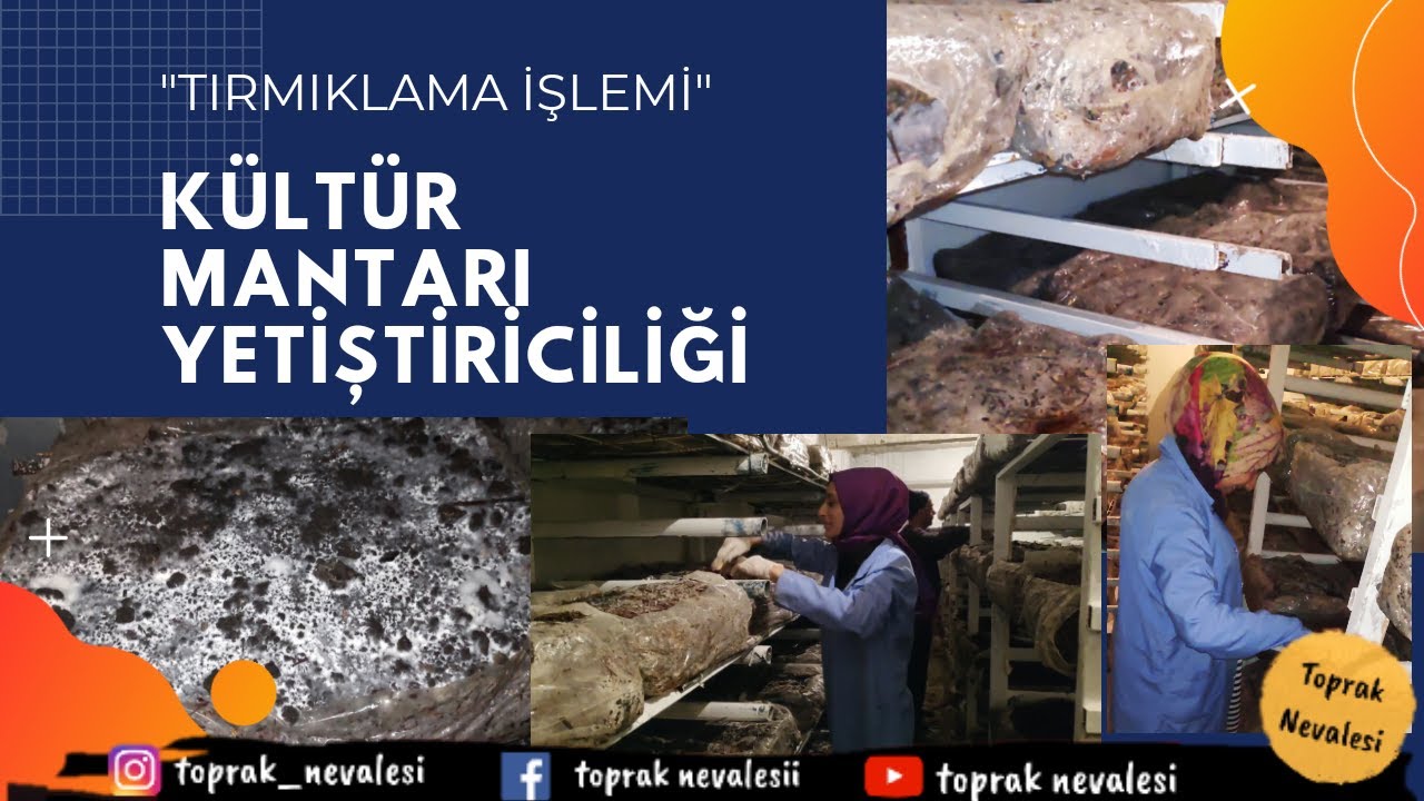 Kültür Mantarı Yetiştiriciliği - Tırmıklama İşlemi