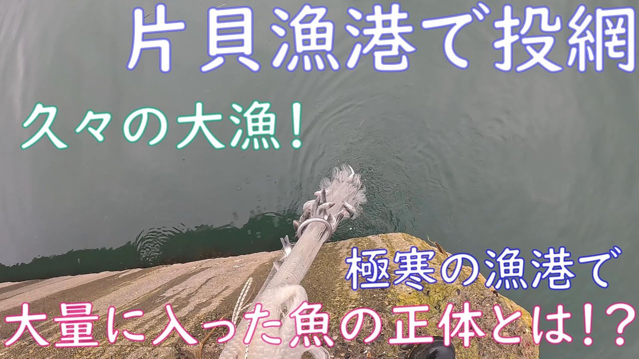 【投網】真冬の片貝漁港へ投網を打ちに行ったら久々に大漁だった！【冬の漁港】