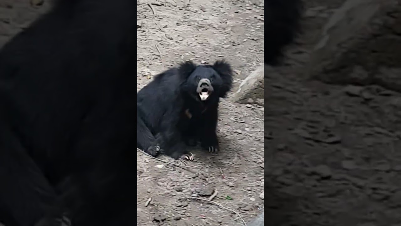 Bear walk karta hua....dekha hai kabhi? 