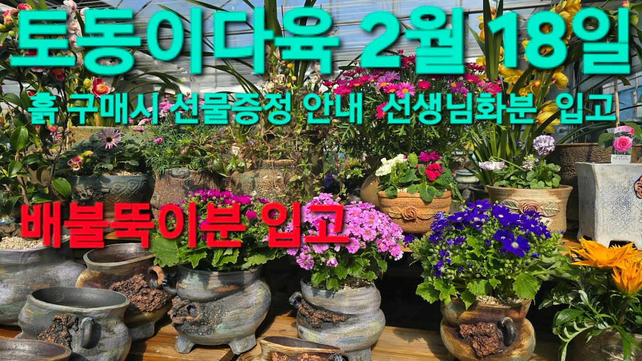 #토동이다육 #분갈이흙 구매시 선물증정 #선생님화분 세트구성