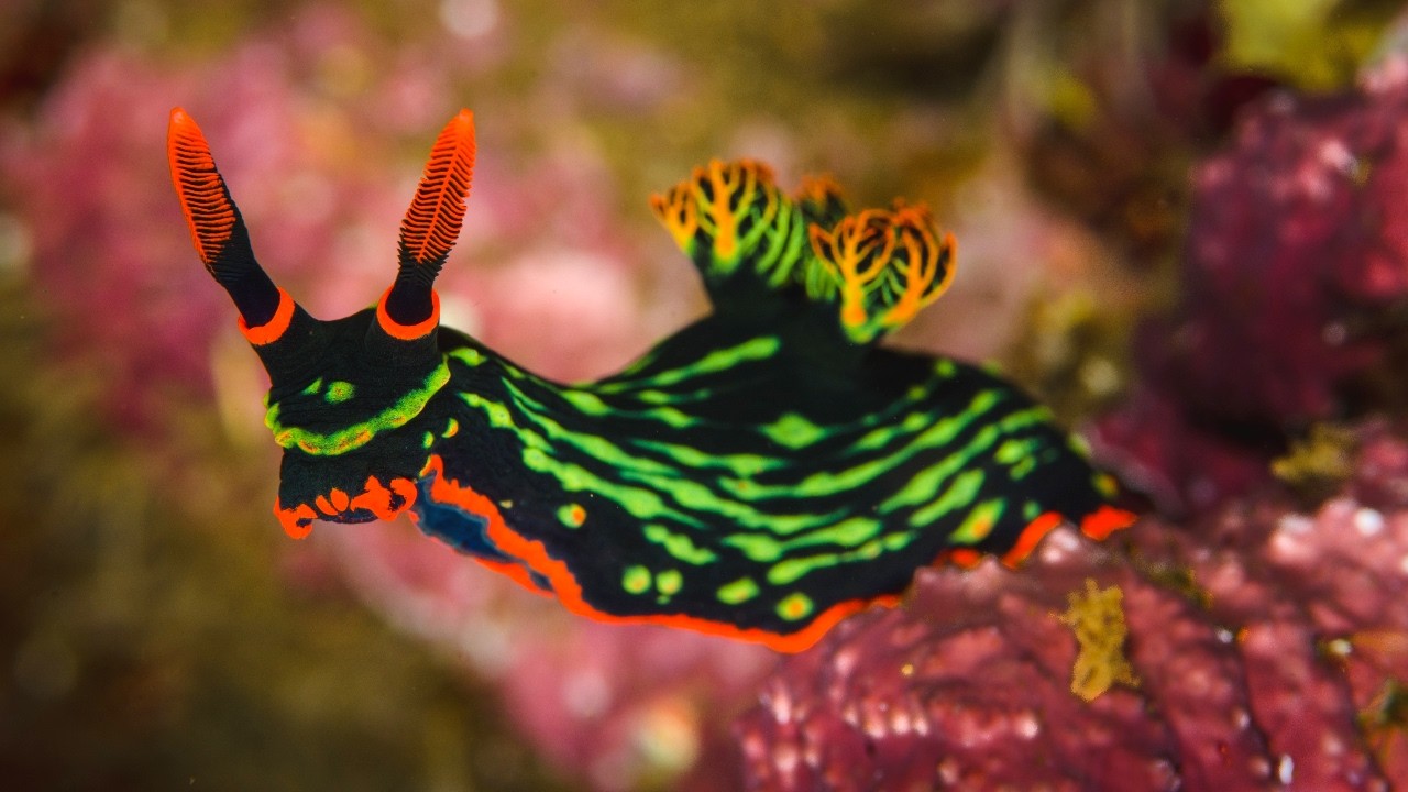 10 Hours Of Weird And Wonderful Sea Slugs - Ambience - Sleep - Meditation - Stress Relief