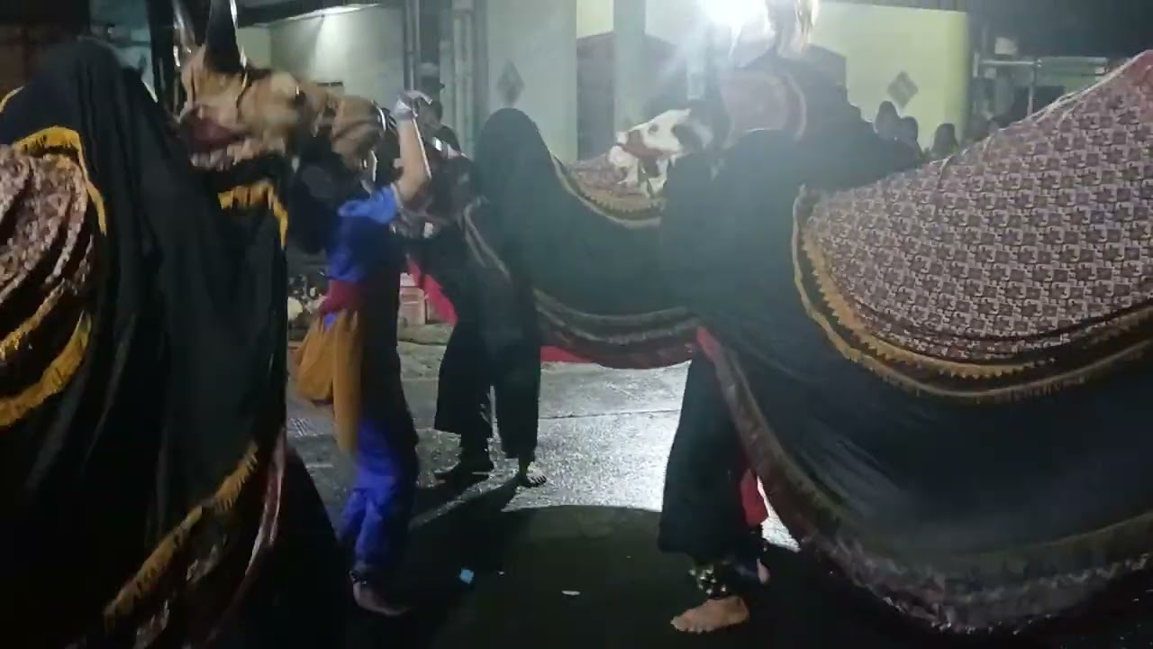 Live lembu satrio singosari