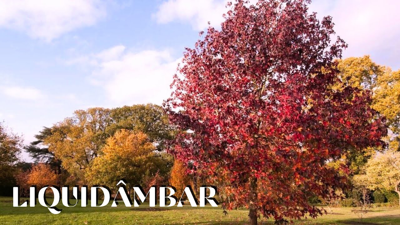 Liquidambar &eacute; uma das melhores &aacute;rvores para da cor nas folhas no outono!