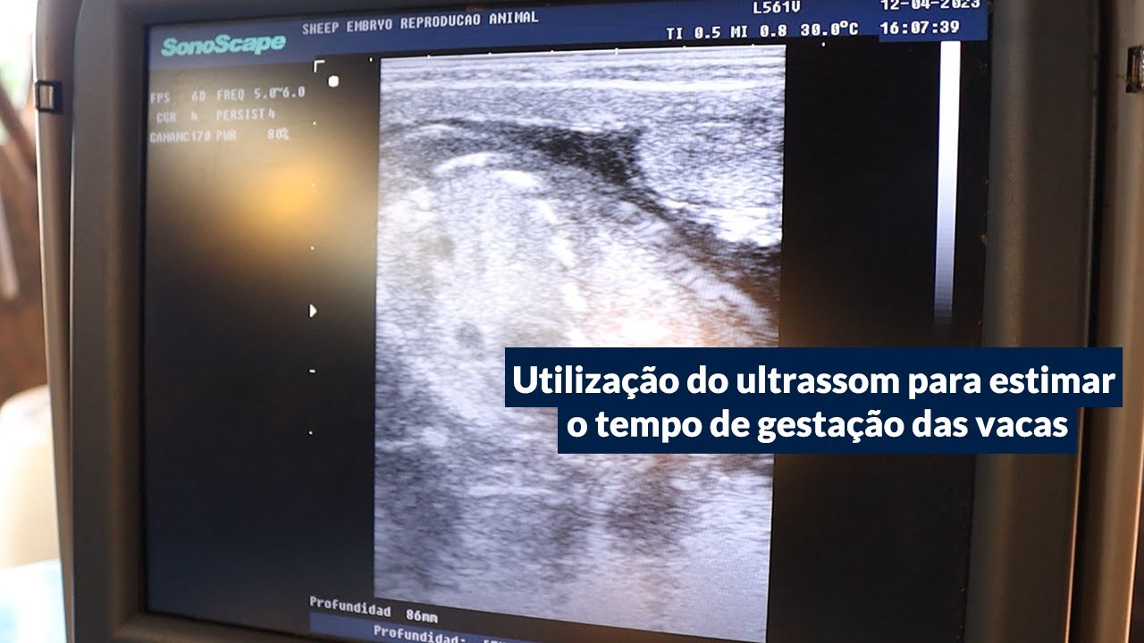 Utilização do ultrassom para estimar o tempo de gestação das vacas