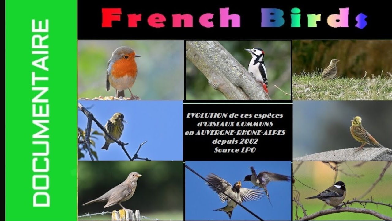DOCUMENTAIRE - OISEAUX COMMUNS  en REGION AUVERGNE RHONE ALPES - DECLIN et AUGMENTATION