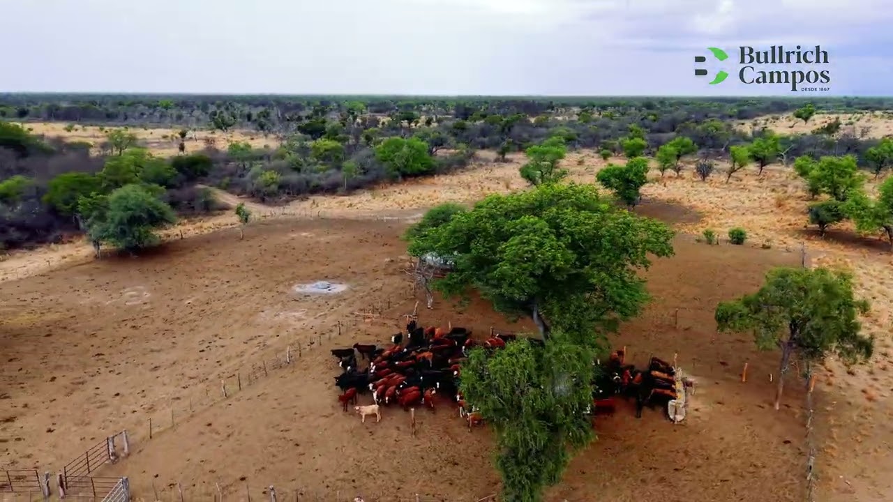 Campo de cría sobre ruta -15.671 Ha - Salta
