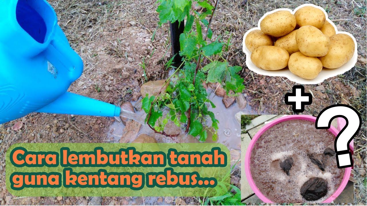 Cara Buat Tanah Subur Guna Kentang a.k.a JADAM Microbial Solution (JMS)